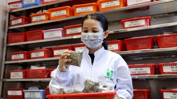 Đẩy mạnh phát triển nền y học cổ truyền Việt Nam trong giai đoạn mới