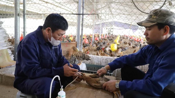 Đẩy nhanh tiến độ tiêm phòng vắc xin cho vật nuôi