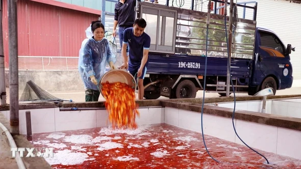 Làng cá chép đỏ Thủy Trầm tất bật cung ứng thị trường dịp lễ ông Công ông Táo