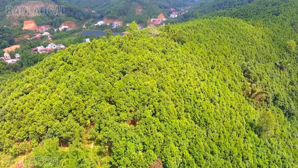 Lào Cai phấn đấu đến năm 2023, tổng giá trị ngành hàng dược liệu sau chế biến đạt trên 2.000 tỷ đồng