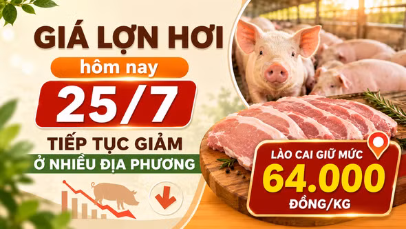 Giá lợn hơi hôm nay 25/7: Tiếp tục giảm ở nhiều địa phương, Lào Cai giữ mức 64.000 đồng/kg