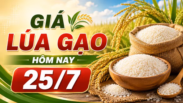 Giá lúa gạo ngày 25/7: Thị trường ít biến động, gạo Đài thơm tăng 500 đồng/kg