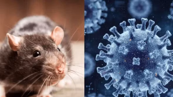 Biến chủng Andes của Hantavirus lây từ người sang người: Du khách Việt cần lưu ý những gì khi đi tàu biển?