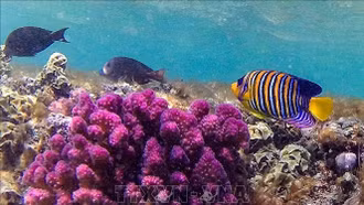 Việt Nam chung tay bảo tồn và sử dụng bền vững đại dương