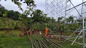 Điện lực Bảo Thắng đảm bảo an toàn thi công dự án đường dây 500 kV đoạn Lào Cai - Vĩnh Yên