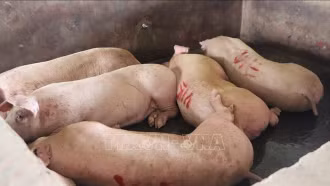 Kết quả xác minh việc đóng dấu kiểm dịch sai sản phẩm lợn bệnh của Công ty C.P. Việt Nam