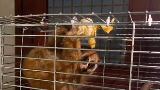 Khởi tố vụ án “Vi phạm quy định về quản lý, bảo vệ động vật nguy cấp, quý, hiếm”