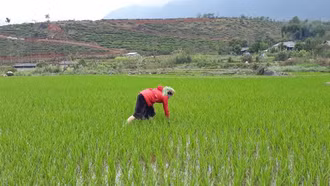 Tăng cường các biện pháp chăm sóc cây trồng