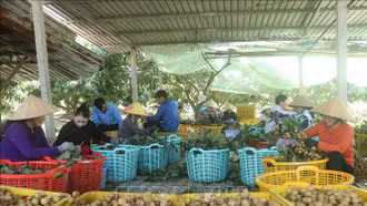 Liên kết xuất khẩu, đưa trái nhãn vượt đại dương