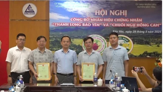 Công bố nhãn hiệu chứng nhận “Thanh long Bảo Yên” và “Chuối ngự Hồng Cam”