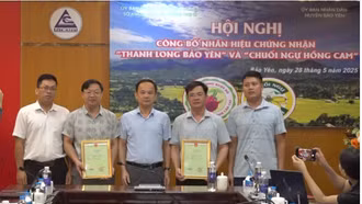 Công bố nhãn hiệu chứng nhận “Thanh long Bảo Yên” và “Chuối ngự Hồng Cam”