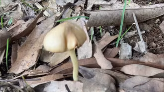 Xảy ra vụ ngộ độc nấm tại xã Xuân Hòa (Bảo Yên) 