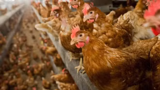 21 quốc gia ngừng nhập khẩu thịt gà Brazil vì cúm gia cầm