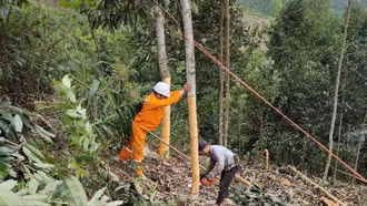 Điện lực Bảo Thắng đảm bảo an toàn hành lang lưới điện mùa thu hoạch quế