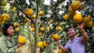 Lào Cai: Sản lượng cây ăn quả tăng gần 9% so cùng kỳ