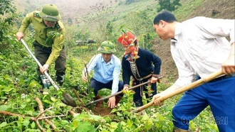 Các xã khu vực Văn Bàn trồng hơn 15.300 cây phân tán và trên 3 ha rừng đầu xuân 2026