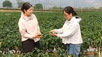 Trồng ớt xanh - hướng đi mới của nông dân Văn Chấn