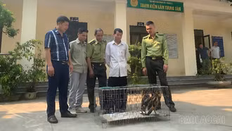 Người dân tự nguyện bàn giao 2 cá thể chim cú lợn lưng nâu quý hiếm cho chính quyền
