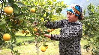 Chị Hà Thị Hoa đầu tư trồng cam từ nguồn vốn chính sách.