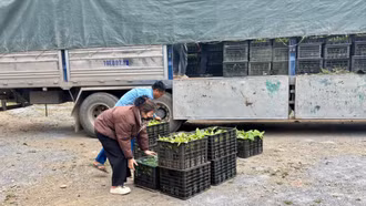 Hợp tác xã nông nghiệp Thượng Nông cấp 11.000 cây giống chuối tiêu hồng cho nông dân huyện Bảo Yên