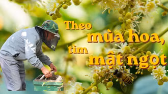 Theo mùa hoa, tìm mật ngọt