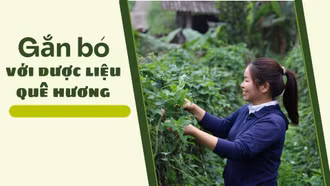 Gắn bó với dược liệu quê hương