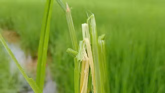 Bảo Yên phát hiện tình trạng bệnh thối thân trên cây lúa