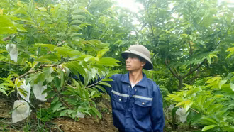 Nông dân Phong Niên (Bảo Thắng) tích cực chăm sóc na trái vụ 