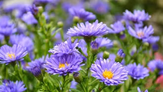 Tình yêu hoa thạch thảo