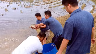 Về Khánh Yên xem thả cá chép vụ đông