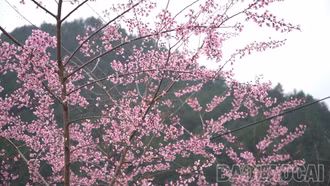 Xã Mù Cang Chải chuẩn bị cho lễ hội hoa Tớ Dày và Festival khèn Mông