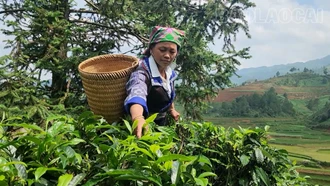 Púng Luông giữ vững thương hiệu chè Shan tuyết