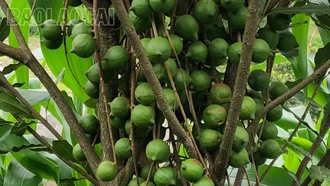 Triển vọng cây mắc ca ở xã Khao Mang