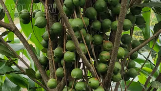 Triển vọng cây mắc ca ở xã Khao Mang