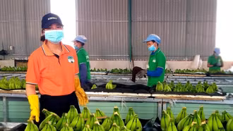 Hàn Quốc chi 4.100 tỷ đồng mua rau quả Việt nửa đầu năm