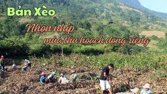 [Ảnh] Bản Xèo nhộn nhịp mùa thu hoạch dong riềng 