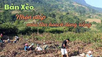 [Ảnh] Bản Xèo nhộn nhịp mùa thu hoạch dong riềng 