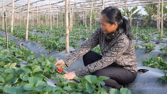 Nông dân Văn Chấn chủ động chuyển đổi cây trồng, nâng cao giá trị sản xuất