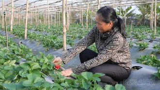 Nông dân Văn Chấn chủ động chuyển đổi cây trồng, nâng cao giá trị sản xuất