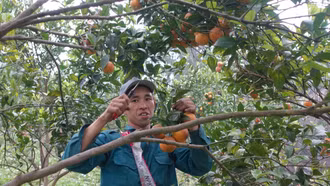 Mô hình canh tác cam bền vững