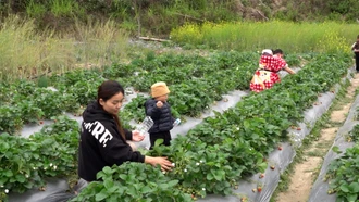 Trồng dâu tây làm du lịch trải nghiệm