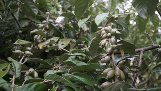 Làng Sang: Cây nhót trái vụ mang lại hiệu quả kinh tế cao