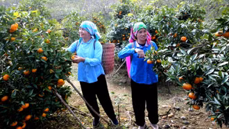 [Infographic] Cơ hội lớn cho sản xuất nông nghiệp hữu cơ