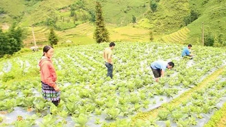 Lào Cai: Phụ nữ xã Lùng Phình phát triển rau ôn đới để thoát nghèo