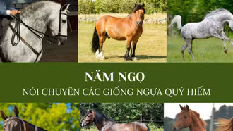 Năm ngọ nói chuyện các giống ngựa quý hiếm