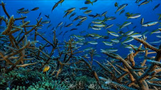 Lựa chọn sáng suốt