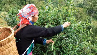 Câu chuyện phát triển xanh ở Bản Liền