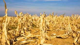 Nắng nóng cực đoan đe dọa hệ thống nông lương toàn cầu