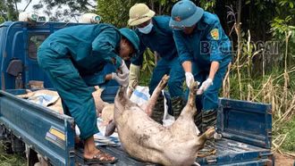 Lào Cai: Dịch tả lợn châu Phi xảy ra tại 39 xã, phường