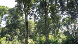 "Cây vàng xanh" giúp nông dân Lào Cai làm giàu bền vững